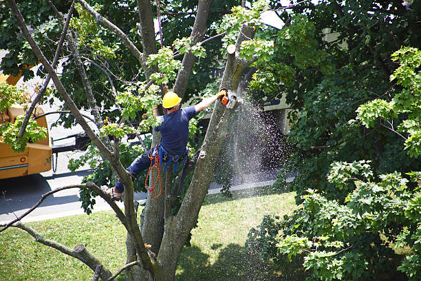 Best Residential Tree Removal  in Redan, GA