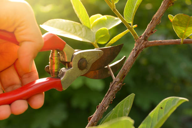 Best Leaf Removal  in Redan, GA