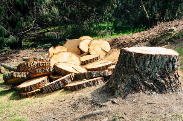  Redan, GA Tree Removal Services Pros